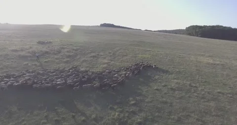 Shepherd and flock of sheep and rams Stock-Footage 130830124