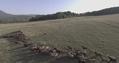 Shepherd and flock of sheep and rams Stock-Footage 130830423