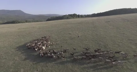 Shepherd and flock of sheep and rams Stock-Footage 130830440