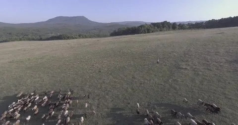 Shepherd and flock of sheep and rams Stock-Footage 130830827