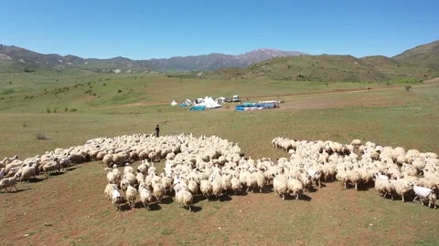 Shepherd and flock of sheep in the meadow Stock Footage 294129234