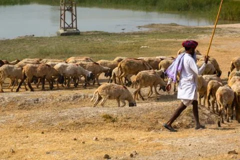 Shepherd and flock of sheep Pushkar Stock Photos