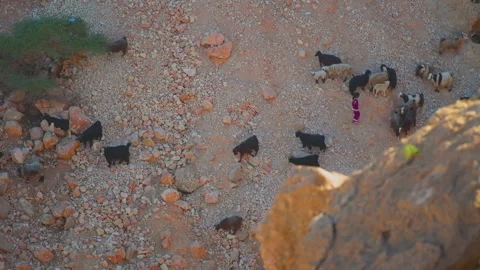Shepherd and Goat Herd in Arid Moroccan Mountain Valley Landscape Stock Footage 324850108
