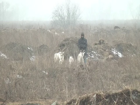 Shepherd and goats Stock Footage 74492099