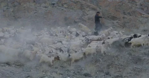Shepherd and Goats 스톡 동영상 137237010