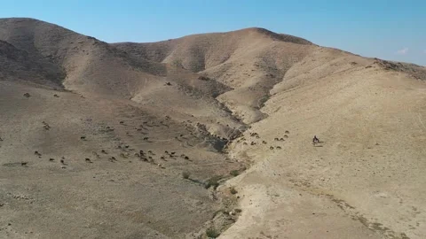 Shepherd and a herd in the desert Stock Footage 163655886