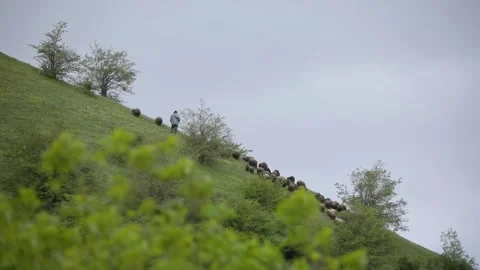 Shepherd and his sheep Stock Footage 243723139