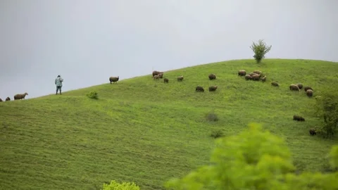 Shepherd and his sheep Stock Footage 243723206