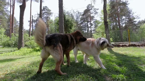 Shepherd and retriever. Stock Footage 49424631