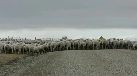 Shepherd and sheep dogs at work in Patagonia Stock Footage 12062221