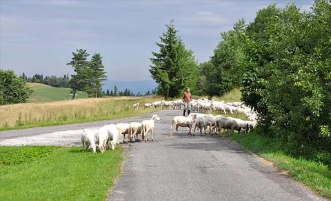 Shepherd and sheep Stock Photos