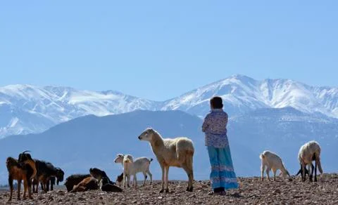 Shepherd and sheeps Stock Photos