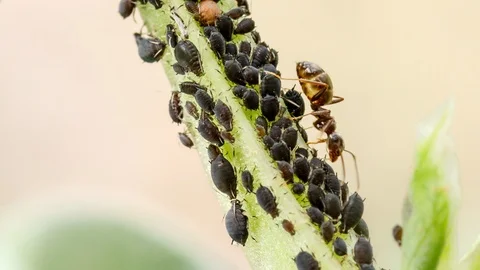Shepherd ant milking aphids Stock Footage 90105634