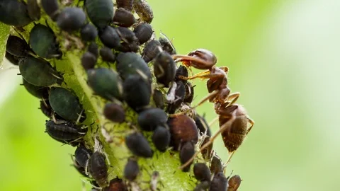Shepherd ant taking care of the aphids flock Stock Footage 90095453