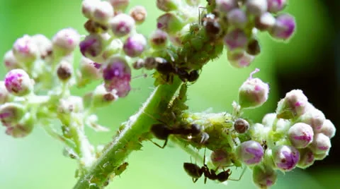 Shepherd ants tending their flock 1 Stock Footage 25849043