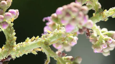 Shepherd ants tending their flock 2 Stock Footage 30251127