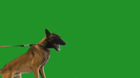 Shepherd attacks on a green screen Stock-Footage 94645662