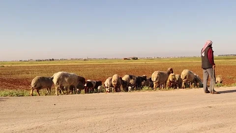 Shepherd with Awassi sheep in rural Aleppo, Syria – organic free-range farming Video stock 318765160