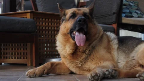Shepherd breathes Stock Footage 200178628