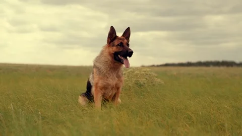 Shepherd chasing a ball, Strong dog in motion, Loyal companion playing fetch, Fu Stock Footage 334839537