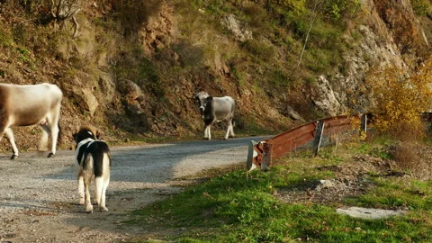 Shepherd collects herd of cows. Stock Footage 236712685