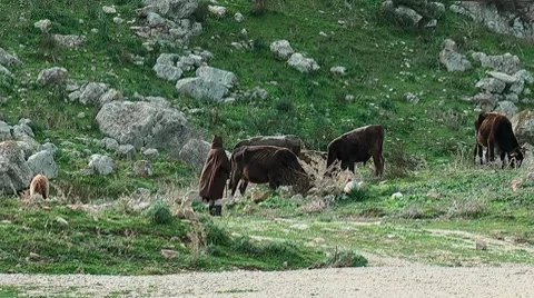 Shepherd with cows Vídeos de archivo 7734284
