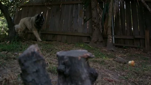 Shepherd Dog 01 Stock Footage 71748486