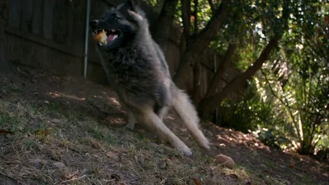 Shepherd Dog 02 Stock Footage 71438894