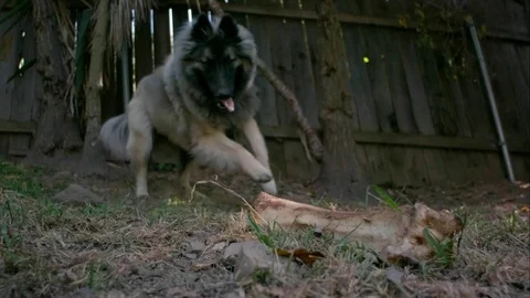 Shepherd Dog 03 Stock Footage 71762476