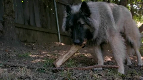 Shepherd Dog 04 Stock Footage 71437437