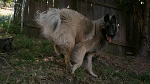 Shepherd Dog 07 Stock Footage 71761770