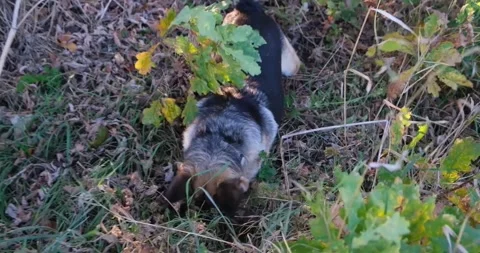 Shepherd dog ate field mouse. Stock Footage 256183849