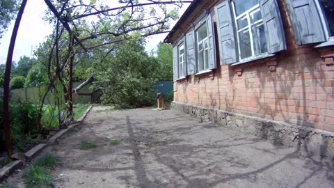 Shepherd dog barks in the yard Stock Footage 132969353