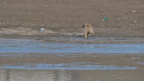 Shepherd dog drinking water at the edge of the lake, female shepherd dog dr.. Stock Footage 285946557