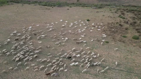 A shepherd with a dog drives a flock of sheep Stock-Footage 229702276