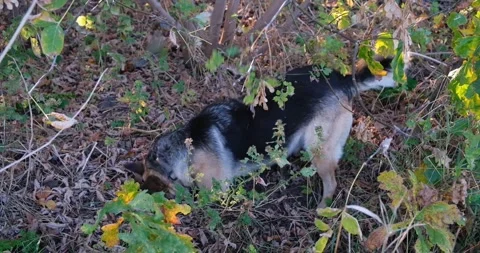 Shepherd dog eats a field mouse. Stock Footage 256183186