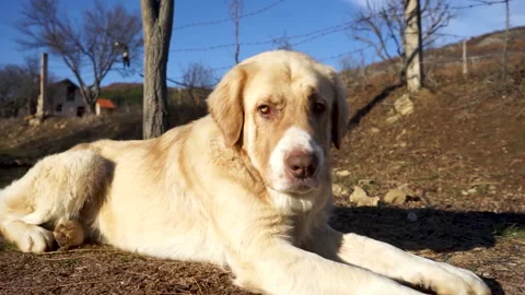 Shepherd dog Stock Footage 158861080