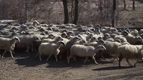 Shepherd dog getting back sheeps in their herd Stock Footage 158861106