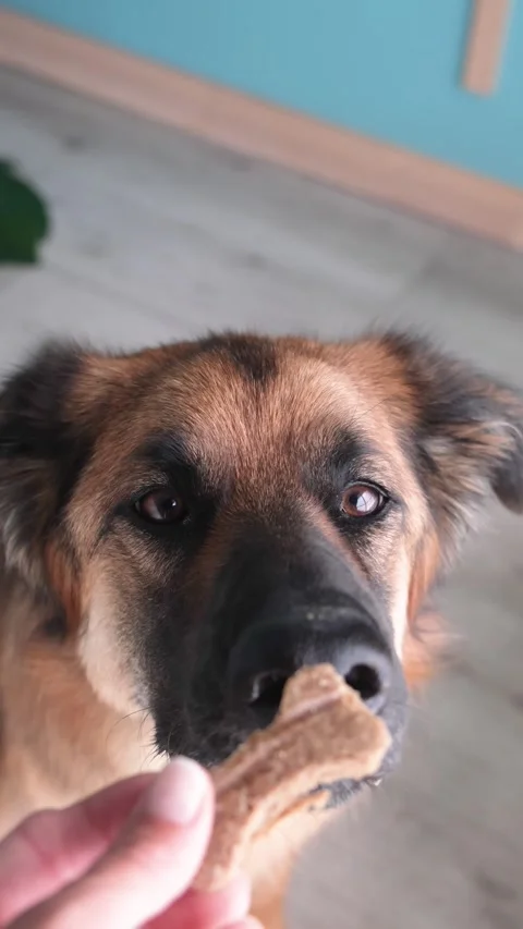 Shepherd dog with getting a bone shaped cookie Stock Footage 341187093