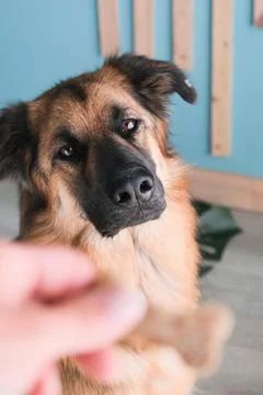 Shepherd dog with getting a bone shaped cookie Stock Photos