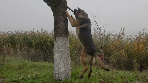 Shepherd dog grabs a stick from a tree with his teeth Vídeos de archivo 143581410