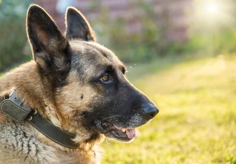 Shepherd dog on the grass. Stock Photos