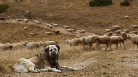 Shepherd Dog Guarding A Flock Of Sheep Stock Footage 97444283