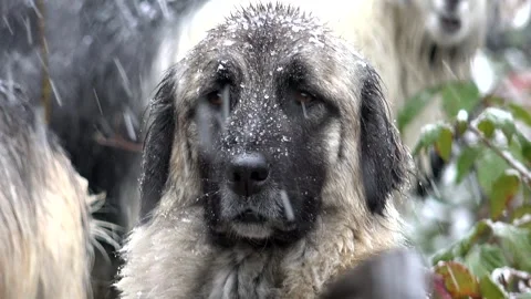 Shepherd dog guards goat and sheep herd in snowy mountain winter - Animal Feed Stock Footage 339561687