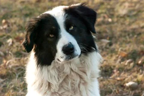 Shepherd dog head Stock Photos