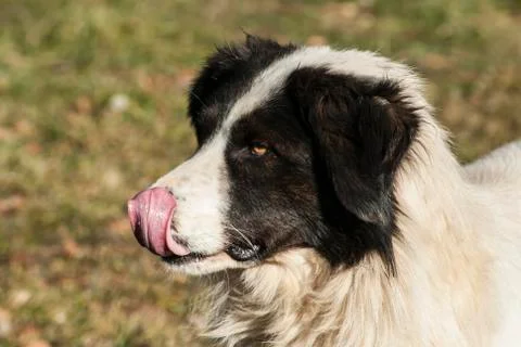 Shepherd dog head 스톡 사진