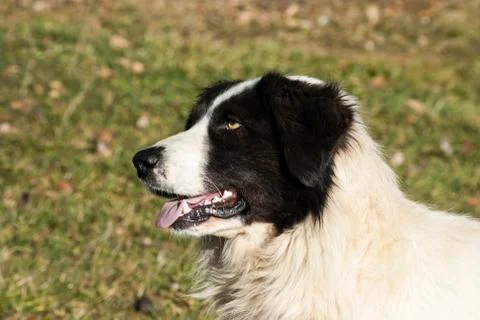Shepherd dog head Stock Photos