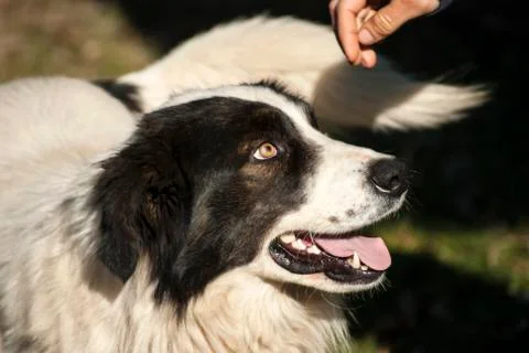 Shepherd dog head Stock Photos
