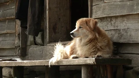 Shepherd dog looking at the mountains Stock Footage 71128002
