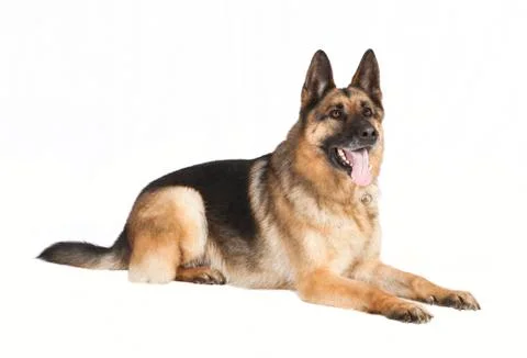 Shepherd dog lying 스톡 사진